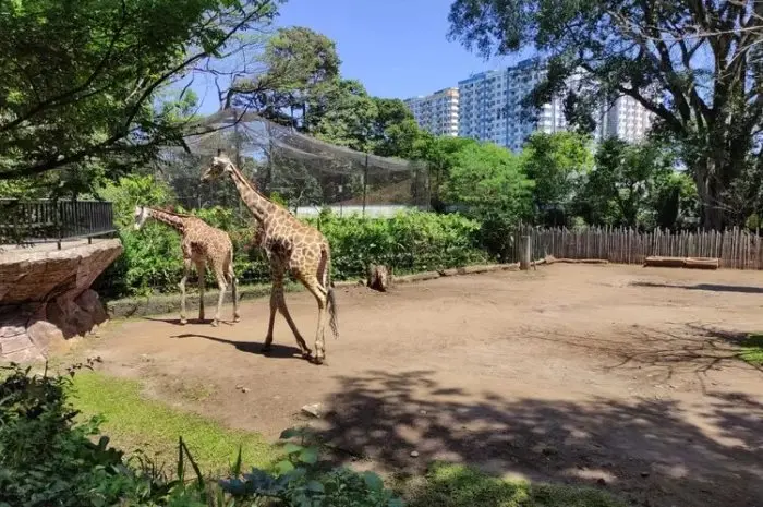 Kebun Binatang Bandung, Wisata Kebun Binatang & Edukasi untuk Liburan Keluarga